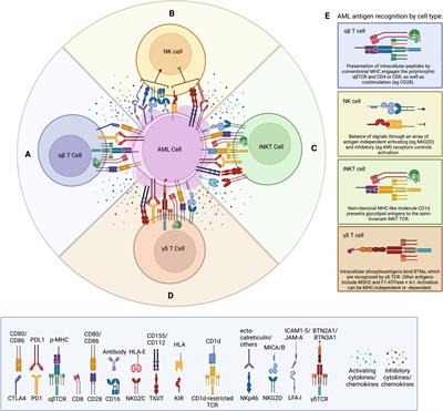 Beyond αβ T cells: NK, iNKT, and γδT cell biology in leukemic patients and potential for off-the-shelf adoptive cell therapies for AML